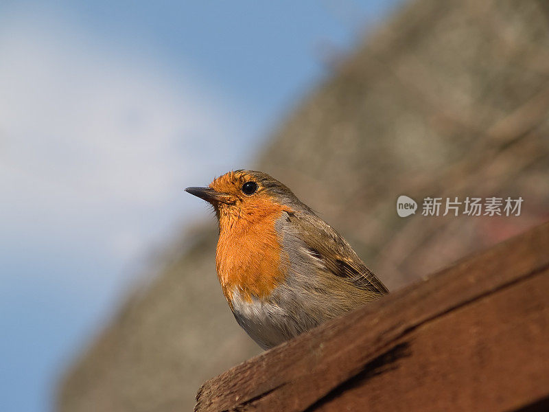 Robin Erithacus rubecula在篱笆上